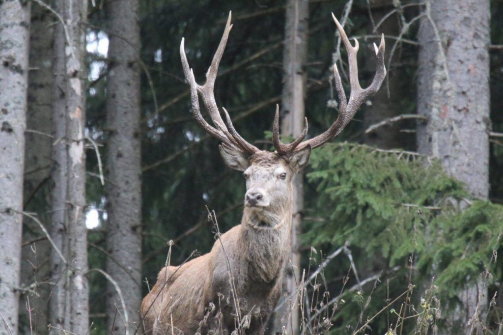 Jagdreisen – Jagdurlaub im Via Salina